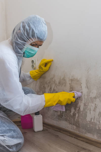 Reliable Edgerton, OH Mold Removal Solutions